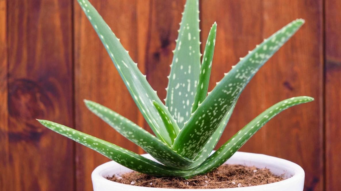 Unabhängiger Distributor von Forever Living Products: Aloe Propolis Creme für jeden Hauttyp