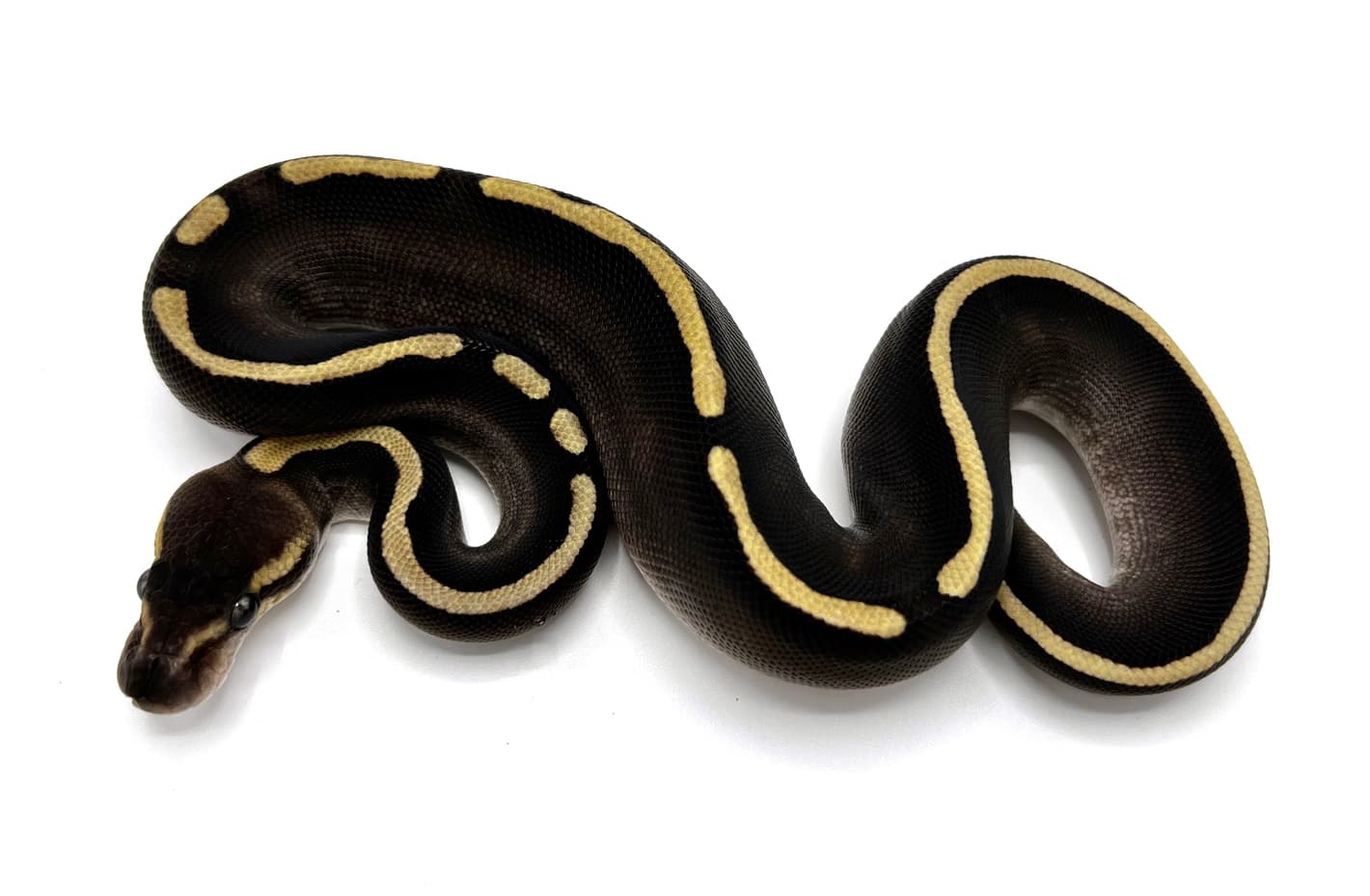 Why the Olive Python Is One of Australia's Largest Snakes