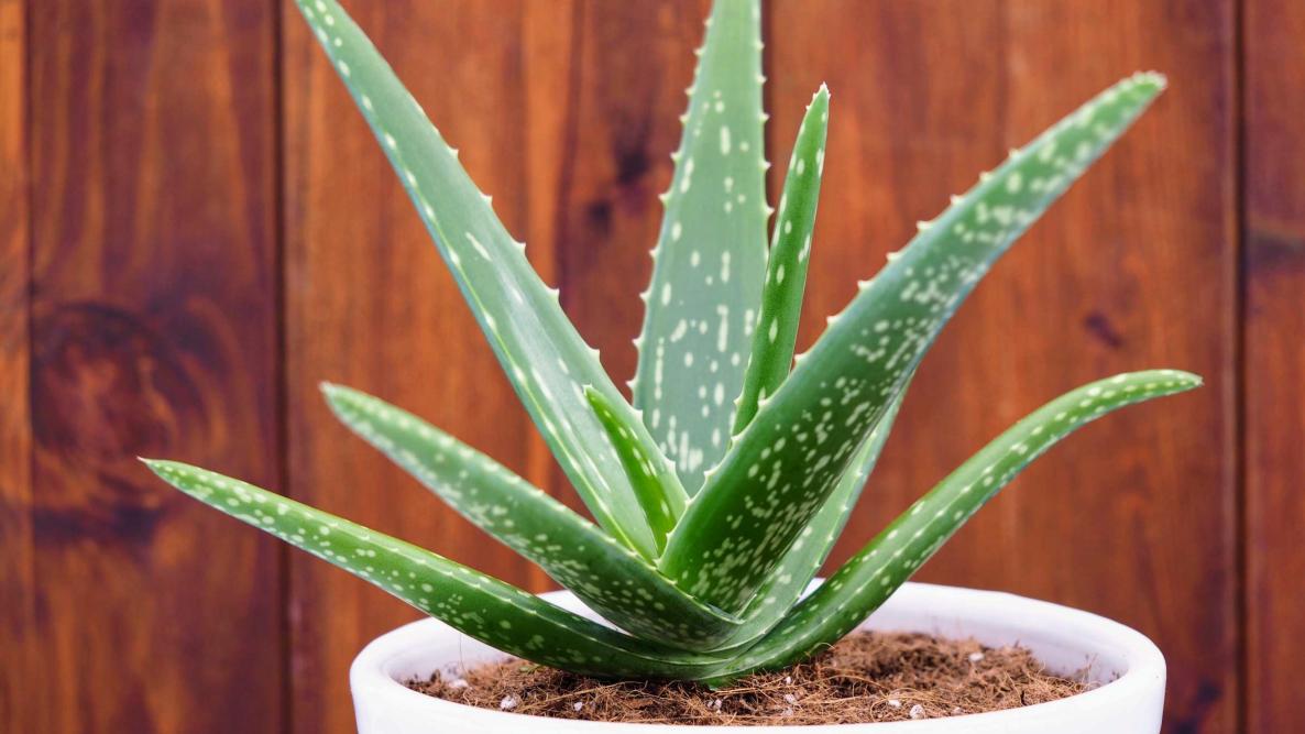 Unabhängiger Distributor von Forever Living Products: Aloe Propolis Creme für jeden Hauttyp